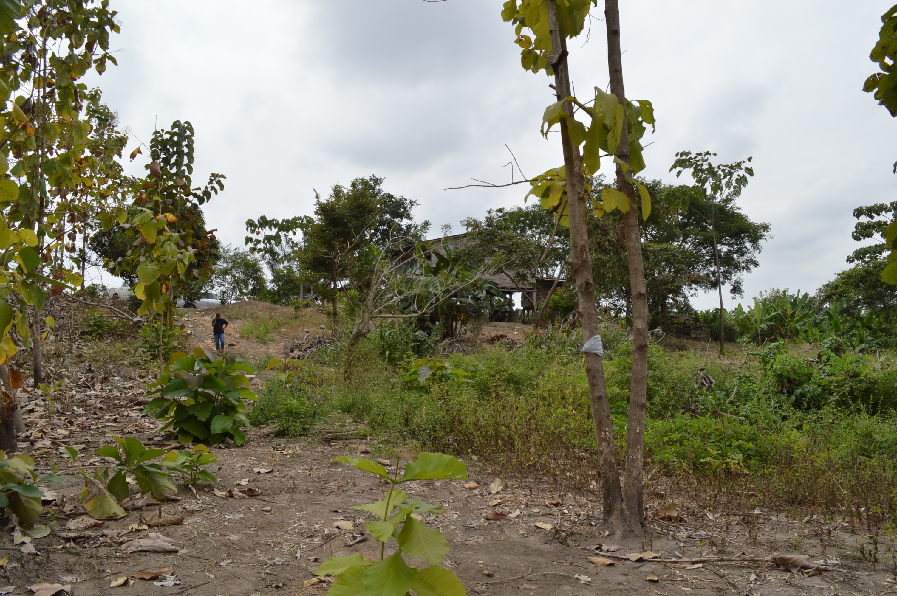 Terreno Agrícola en Balzar | Tebir S.A